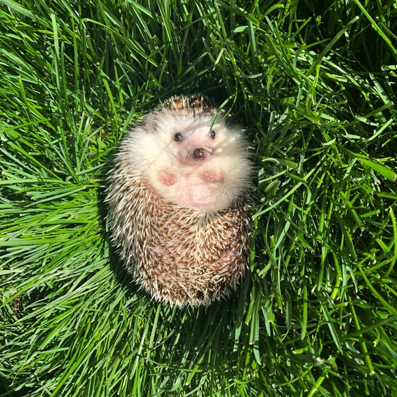 Meet your Posher, Kayla - Picture 3 of 3